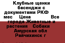 Клубные щенки басенджи с документами РКФ - 2,5 мес. › Цена ­ 20 000 - Все города Животные и растения » Собаки   . Амурская обл.,Райчихинск г.